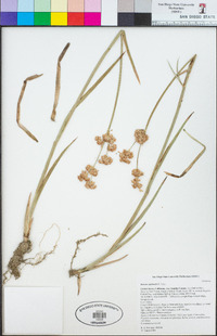 Juncus xiphioides image