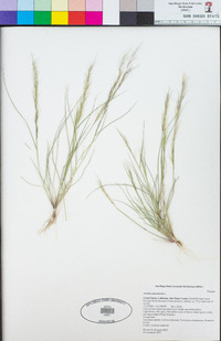 Aristida adscensionis image