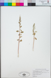 Chenopodium berlandieri var. zschackei image