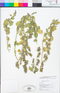 Chenopodium atrovirens image