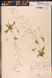 Draba albertina image