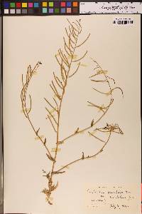 Streptanthus glandulosus subsp. pulchellus image