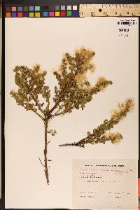 Baccharis pilularis subsp. consanguinea image