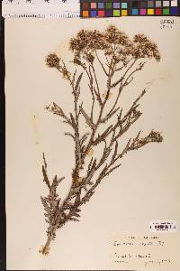 Senecio glomeratus image