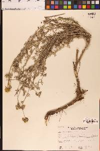 Eriophyllum confertiflorum image