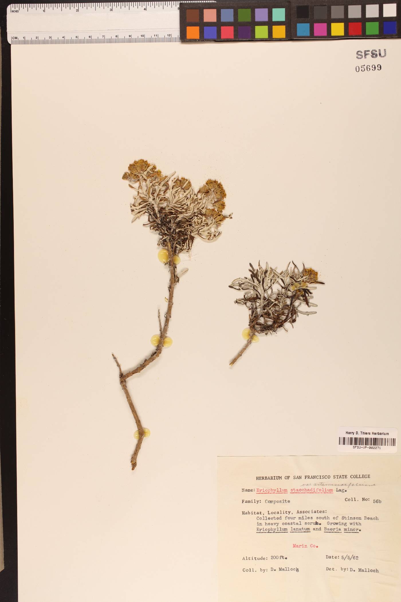 Eriophyllum staechadifolium var. artmisiaefolium image