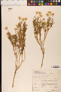 Ericameria linearifolia image