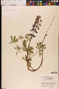 Lupinus succulentus image