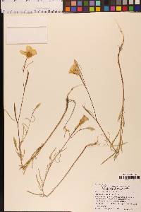 Clarkia amoena subsp. huntiana image
