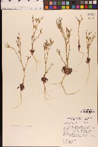 Gilia sinuata image