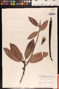 Image of Rhizophora apiculata