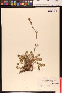 Acaena californica image