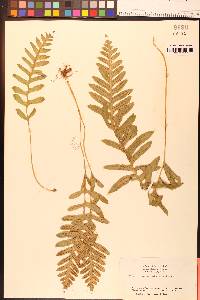 Polypodium californicum image