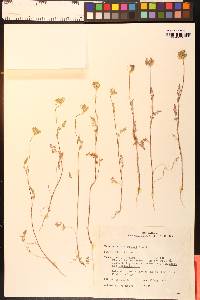 Daucus pusillus image