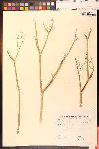 Foeniculum vulgare image