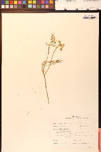 Lomatium caruifolium image