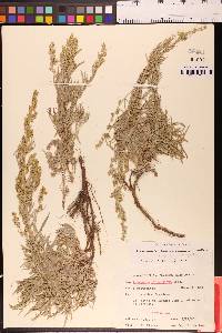 Artemisia ludoviciana image