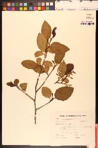 Alnus rhombifolia image