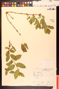 Lonicera cauriana image