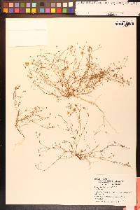 Minuartia douglasii image