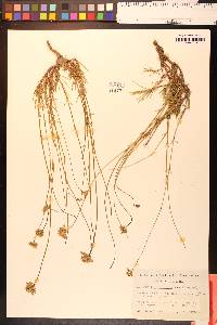 Eremogone congesta var. suffrutescens image