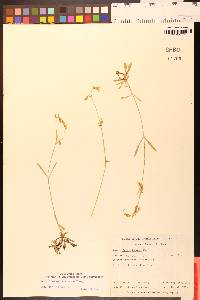 Silene lemmonii image