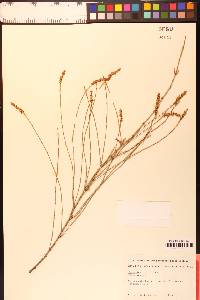 Allocasuarina verticillata image