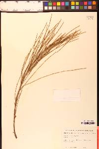 Allocasuarina verticillata image