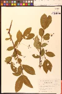 Euonymus occidentalis image