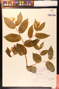 Prosartes smithii image