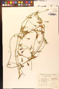 Calystegia occidentalis subsp. occidentalis image