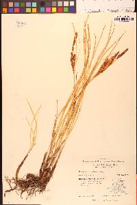 Carex barbarae image