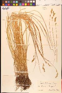 Carex bolanderi image
