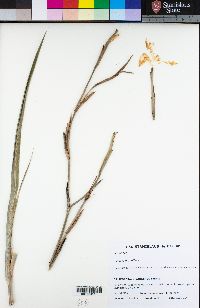 Image of Dietes grandiflora
