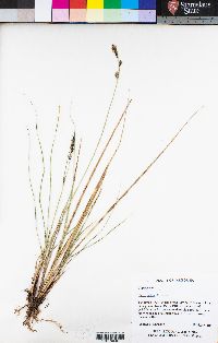 Carex nudata image