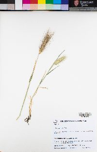 Hordeum murinum image