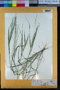 Eragrostis pilosa var. pilosa image