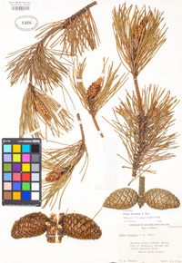 Pinus muricata image