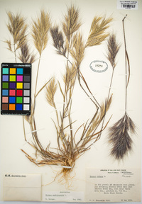 Bromus madritensis image