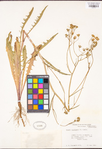 Crepis capillaris image