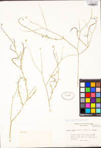 Bebbia juncea var. aspera image