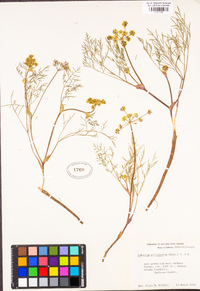 Lomatium utriculatum image