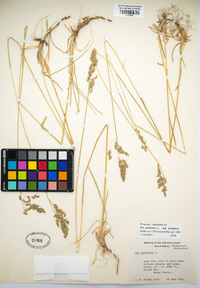 Poa pratensis image