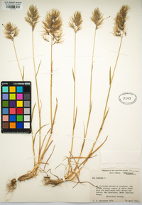 Poa bulbosa image