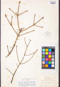 Picea sitchensis image