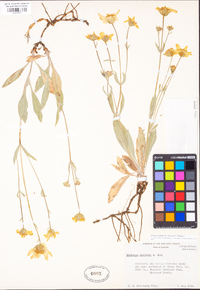 Arnica dealbata image