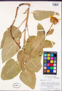 Wyethia elata image