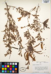 Prosopis pubescens image