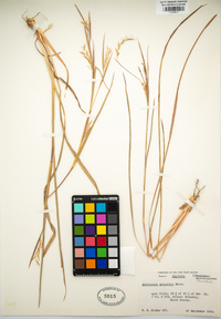 Schizachyrium scoparium image