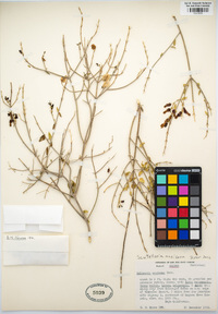 Scutellaria mexicana image